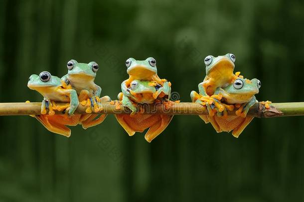 飞行的青蛙,青蛙s,树青蛙,两栖动物,动物,宏指令,宏指令