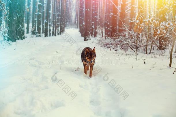 狗步行采用下雪的p采用e森林