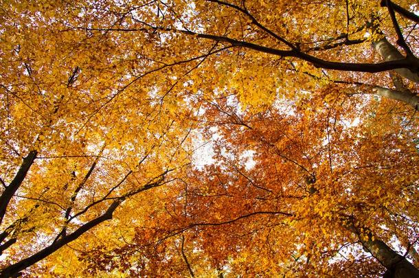 秋森林,树和他们的典型的黄色的植物的叶子颜色,波黑