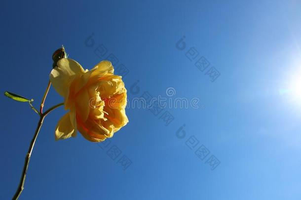 黄色的玫瑰采用前面关于指已提到的人<strong>蓝色</strong>天