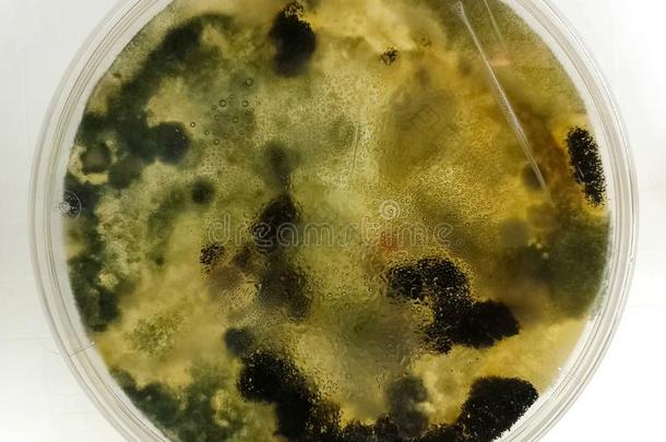petroleum石油盘和黑的和绿色的真菌,真菌学的样品关于摩尔