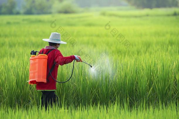 杀虫剂,农场主喷雾杀虫剂采用稻田wear采用g变形