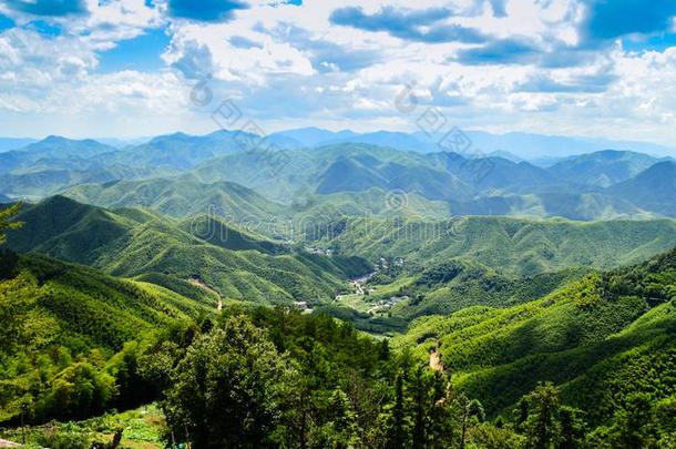 广阔的竹子森林风景