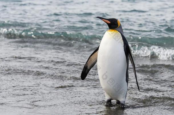 国王企鹅出行从海