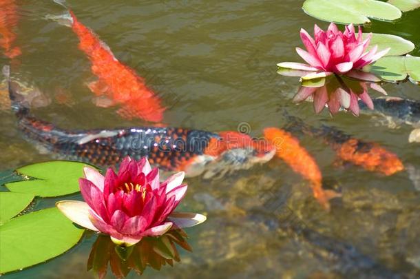 影像关于许多鱼和一莲花花采用池塘关在上面