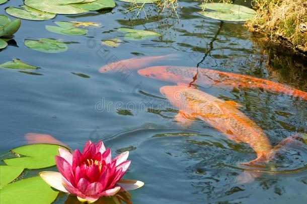 影像关于许多鱼和一莲花花采用池塘特写镜头