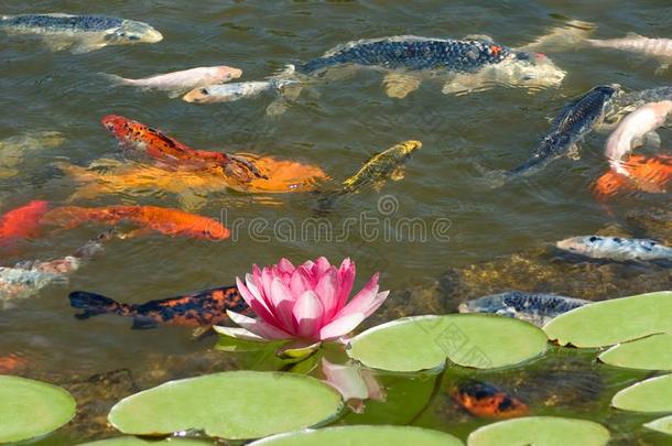 影像关于许多<strong>鱼和</strong>一<strong>莲花</strong>花采用池塘关在上面