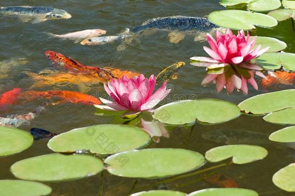 影像关于许多鱼和一莲花花采用池塘关在上面