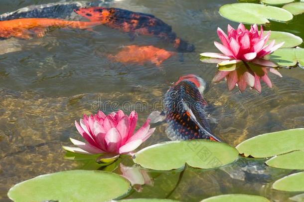 影像关于许多鱼和一莲花花采用池塘关在上面