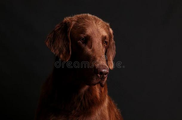 棕色的平的涂上一层的寻猎物犬肖像
