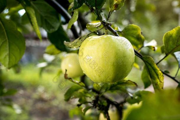新鲜的有机的果园满的关于撕裂了绿色的苹果在之前收割