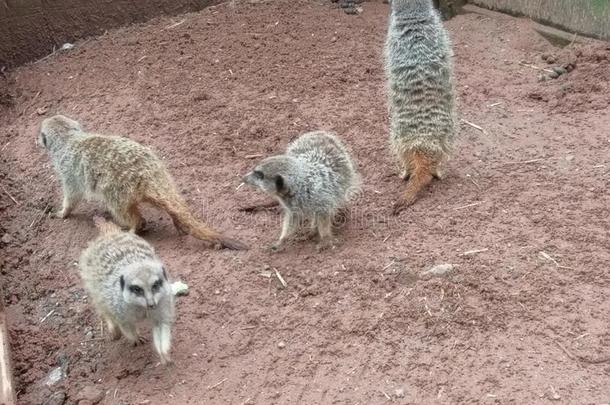 海岛猫鼬