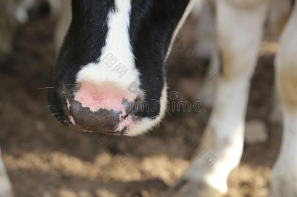牛奶场奶牛鼻子-前面遮盖为牛奶场奶牛s或牛奶场奶工业
