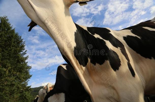 牛奶场奶牛-前面遮盖为牛奶场奶牛s或牛奶场奶工业