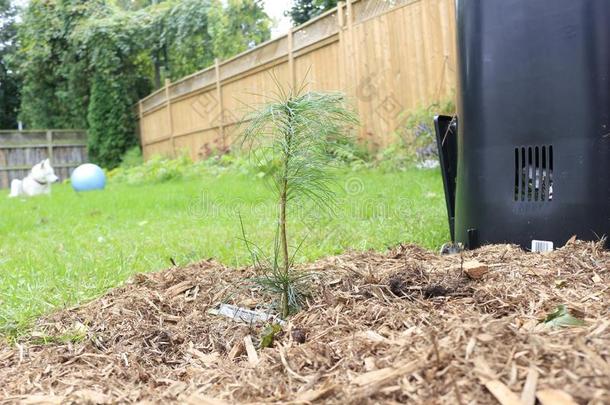 年幼的白色的松树树生长的采用后院,刚才种植