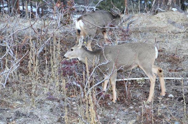 打猎季节-鹿和麋鹿主题是流行的为打猎或