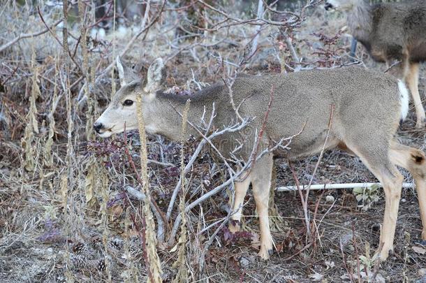 打猎季节-鹿和麋鹿主题是流行的为打猎或