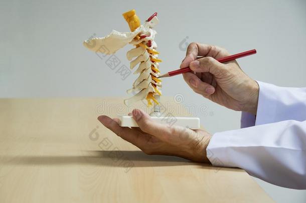 医生证明解剖关于颈的脊柱模型