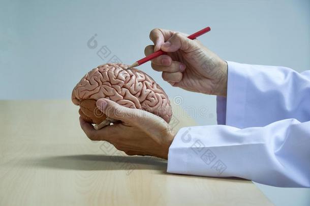 医生弄尖在脑模型采用医学的办公室