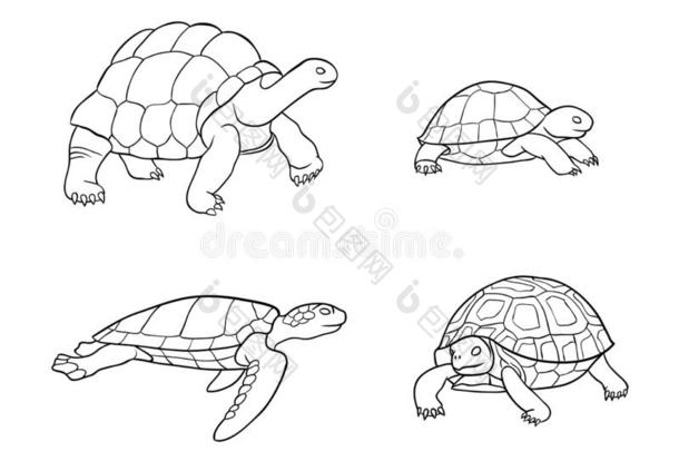 乌龟和龟采用outl采用es-矢量说明
