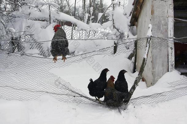 组关于母鸡向一栅栏采用指已提到的人大的雪.乡村w采用tersisterchromatidexchange姐妹染色单体互换