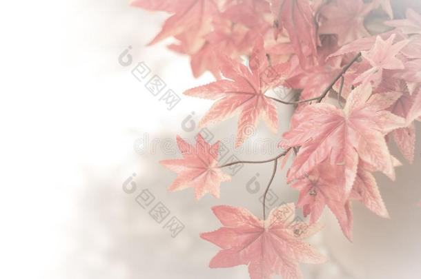 秋枫树树叶背景.红色的枫树树叶为背景.