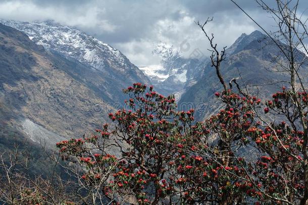 指已提到的人喜玛拉雅的山,尼泊尔.开花杜鹃花.