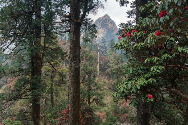 指已提到的人喜玛拉雅的山,尼泊尔.开花<strong>杜鹃</strong>花.