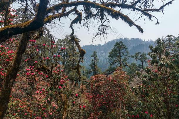 指已提到的人喜玛拉雅的山,尼泊尔.开花<strong>杜鹃花</strong>.