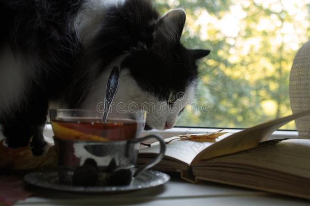 黑的和白色的猫向指已提到的人背景关于茶水和lem向,窗,