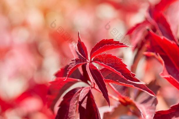秋植物的叶子红色的叶子关于野生的葡萄