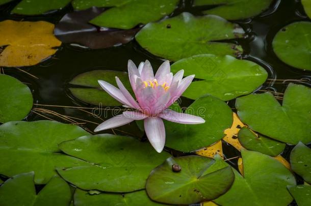 美丽的粉红色的水百合花海马科和海马科洛莎或莲花花向指已提到的人