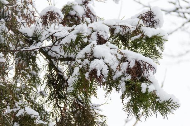 金钟<strong>柏树</strong>枝大量的和雪