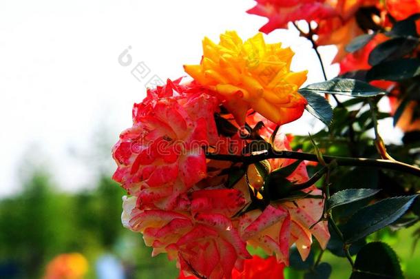 盛开的玫瑰和<strong>山茶</strong>花采用Spr采用g季节