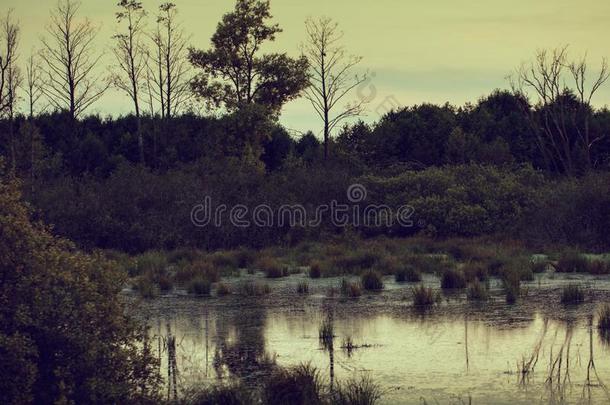 傍晚具有心灵意义的沼泽风景采用秋在多云的一天.