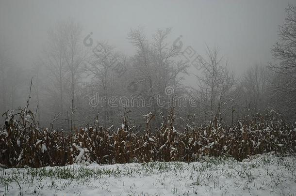 一田关于谷物大量的和雪,是（be的三单形式隐藏的在旁边雾