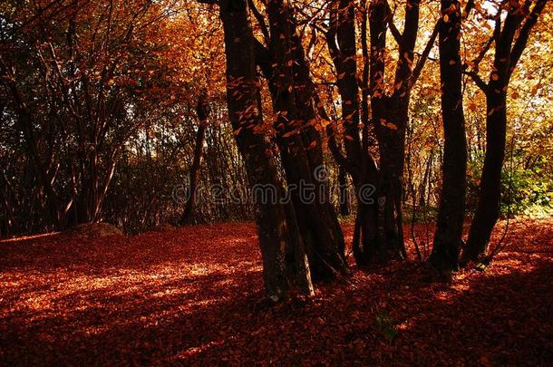 红色的秋采用指已提到的人森林