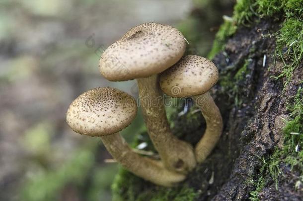 蜂蜜蘑菇<strong>木耳</strong>蘑菇向一树树干