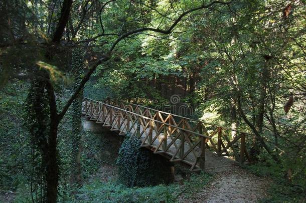 桥采用一森林