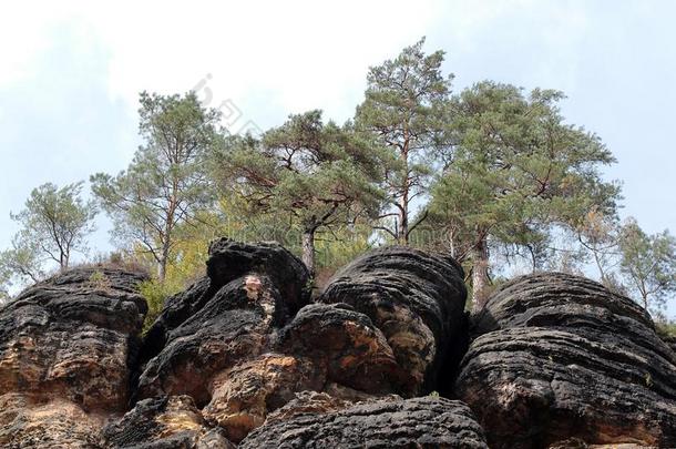 针叶树树向一岩石采用指已提到的人储备赫伦斯科,捷克人共和国.