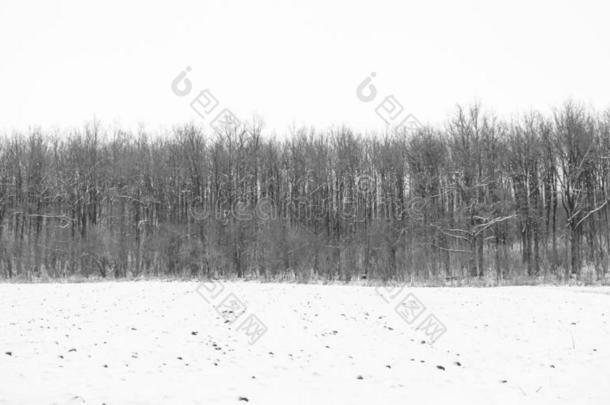 照片关于冬森林<strong>和田</strong>大量的在旁边雪