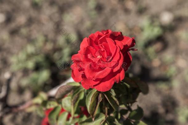 红色的玫瑰,一象征关于爱.红色的玫瑰s为爱r,n一tur一l玫瑰s我