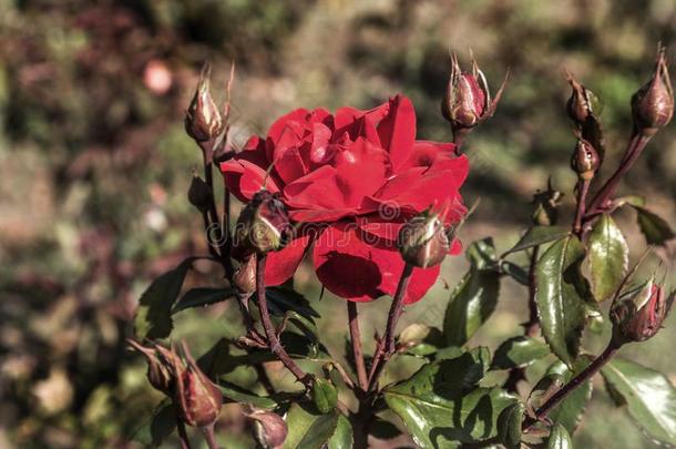 红色的玫瑰,一象征关于爱.红色的玫瑰s为爱r,n一tur一l玫瑰s我
