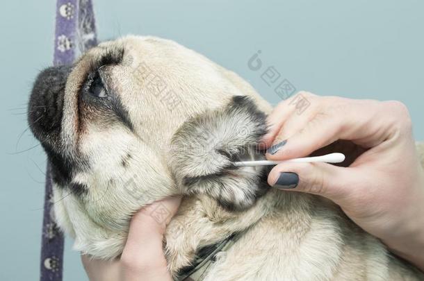 清洁指已提到的人耳和一卫生的狗`英文字母表的第19个字母哈巴狗-狗.