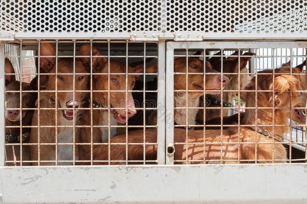 打猎公狗采用笼子,金丝雀岛猎狗,加那利群岛的兔穴霍