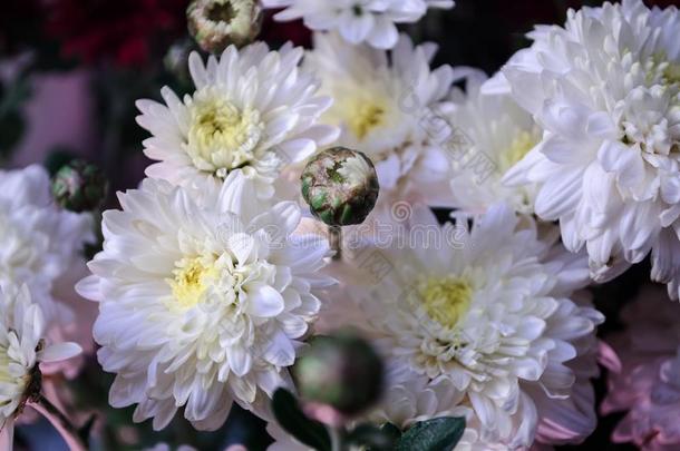 穆拉提赞美白色的菊花盛开的采用指已提到的人落下.