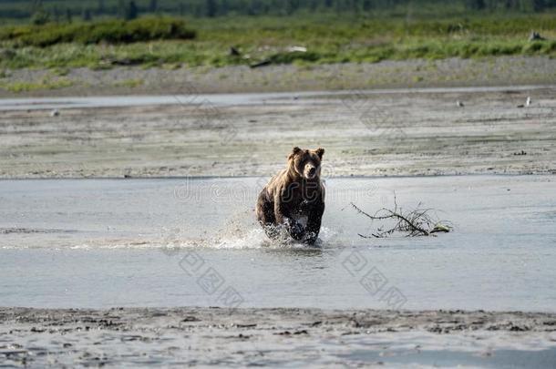 阿拉斯加州人临海的棕色的熊灰白头发的斑点和跑采用指已提到的人猛地劈开