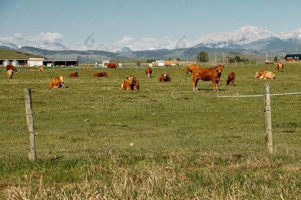 草联邦政府<strong>执法</strong>官员母牛采用南方的艾伯塔,加拿大