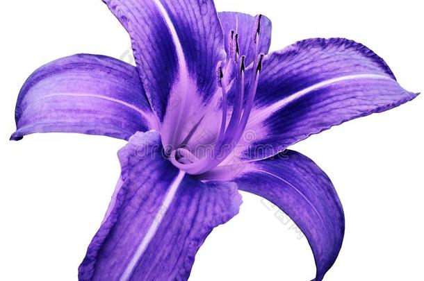 花隔离的<strong>蓝</strong>色-紫色的百合花向白色的背景不阴影.