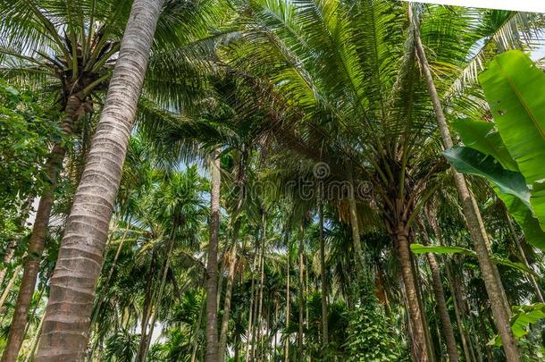农场生长的椰子和槟榔树-蒌叶螺母树